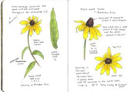 Several leaf spots diseases can cause the symptoms you described. Sketching In Nature Black Eyed Susan Elizabeth Smith Nature Art Nature Sketch Black Eyed Susan