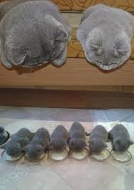 Bebisler Yemeklerini Yedi Mi Kusbakisi Kontrol Bebisler Kontrol Kusbakisi Mi Yedi Yemeklerini Cute Kittens Hayvan Sevimli Kedi Yavrulari