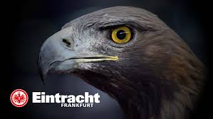Souveräner testspielsieg bei asc dortmund (3 : 9 Eintracht Frankfurt Fan Ideas Frankfurt Go Eagles Frankfurt Germany