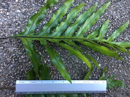 Image result for Microsorum scolopendria