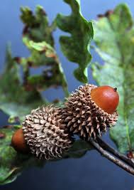 Check spelling or type a new query. Acorns Autumn Tree Fruit Nature Oak Tree Branch Focus On Foreground Food Food And Drink Pxfuel