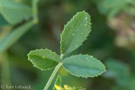 Image result for Melilotus indicus