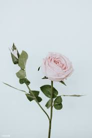 Download Premium Image Of Light Pink Rose Flower On White Background Pink And White Background Light Pink Rose Pastel Pink Aesthetic Hd wallpapers and background images. light pink rose pastel pink aesthetic