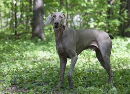 What makes them extra special is the dilute gene, which turns their chocolate fur into a pale silvery gray. Meet The Interesting Weimaraner Mixes Of The Canine World K9 Web