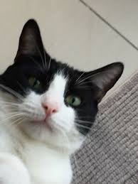 Levent Yildirim Adli Kullanicinin Tuxedo Cats Smokin Kediler Panosundaki Pin Komik Hayvan Kedi Hayvan
