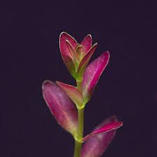Image result for Rotala submersa