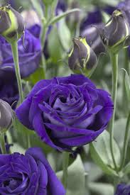 Image result for eustoma lisianthus in garden