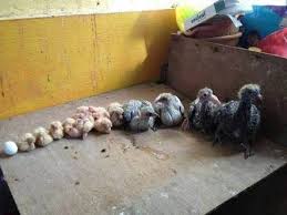 Baby Pigeon Home Facebook