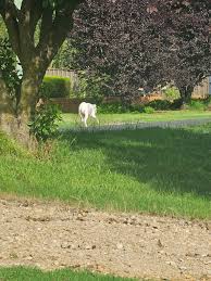 White boxer male wandering Shaw Street