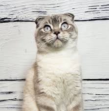 Aspen Grove Scottish Folds Cat Scottish Fold Scottish Fold Kittens Scottish Fold