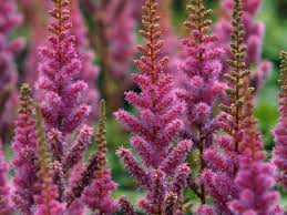 Wolliger thymian eignet sich hervorragend für trockene, sonnige standorte. Passende Pflanzen Fur Den Schattigen Garten Ndr De Ratgeber Garten