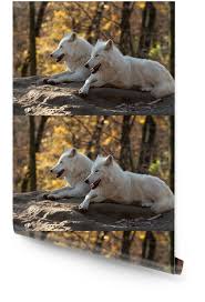 Very important thing while choosing border wallpaper is the design of the wallpaper border. White Wolves Wallpaper Roll Pixers We Live To Change