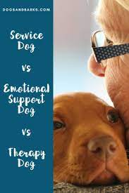 Service Dog Vs Emotional Support Dog Vs Therapy Dog Therapy Dogs Emotional Support Dog Service Dogs
