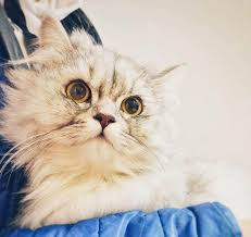 Merhabalar Benim Bir Sokak Kedim Var Diyafram Zari Yirtik Belediyenin Veterinere Goturmustuk Bir Sey Yapmadilar Ameliyat Etmediler Bu Sekilde Yasayabilir Dediler Kedi Disi Oldugu Icin Su A Hamile Kaldi Olme Ihtimali Var