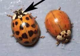 Multicolored Asian Lady Beetles Umn Extension