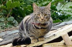 I found a way to get my cat to stop and ever since. How To Stop Cats From Fouling In Your Garden Winkypedia