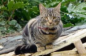 Outdoor cats enjoy a nice roll in the grass. How To Stop Cats From Fouling In Your Garden Winkypedia