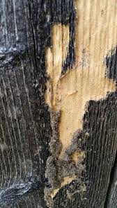 Pin On Termites