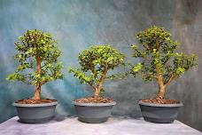 Sunday Cork Bark Dwarf Jade with Ryan Rubel