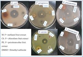 Image result for Polygala sadebeckiana