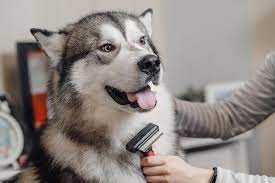 They have also been featured on many magazines like Dog Grooming Dog Grooming At Home Argos
