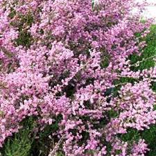 Image result for Muraltia