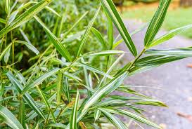 Image result for Pleioblastus fortunei