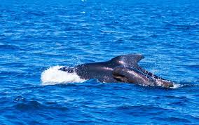 This list of mammals of india comprises all the mammal species alive in india today. Top 10 Fastest Animals In Water The Mysterious World