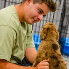 Four dogs find forever homes through adoption event