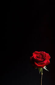 Resolution 2560x1440 pixels aljanhnet warehouse graphic rose 3d. R Y O S T O X Rosentapete Blumentapete Dunkle Tapete