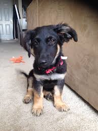 Beagle Cocker Spaniel Mix Black And White German Shepherd Cocker Spaniel Mix Pup At 3 Months Cocker Spaniel Mix Animals Animal Photo