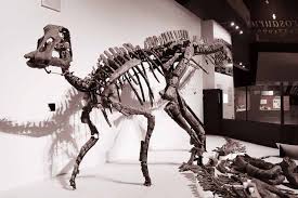 日本の恐竜の神！ カムイサウルス・ジャポニクス