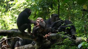 Belgeseller Hayvanlar Doga Animals Documentary Panosundaki Pin
