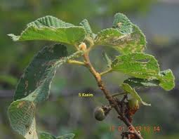 Image result for Grewia villosa