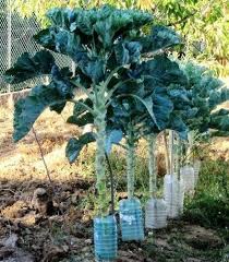 Add collard greens, and fry until they start to wilt. Couve Galega Portuguese Walking Stick Cabbage Kale Tree Collard Greens 100 Seeds Vegetable Garden Planner Florida Garden Perennial Vegetables