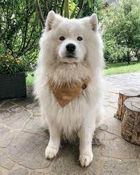 Samoyed Dog Samoyed Dogs Samoyed Animals