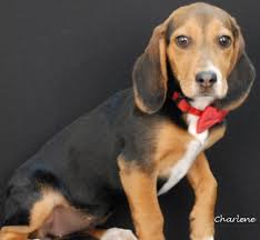 Swift, 4 month old Lab/Hound mix, is a little cuddlebug. Whenever one of  her siblings lie down for a nice nap, it doesn't take her long to join in.  When she is