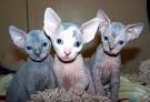 Sphynx Cat Breeders Websites - KittySites.Com