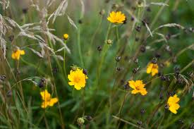 Image result for Thecacoris spathulifolia