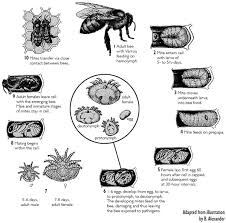 varroa mite reproductive biology bee health