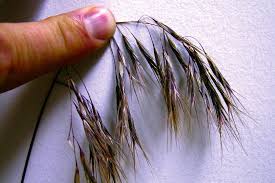 Maybe you would like to learn more about one of these? Controlling Downy Brome Grainews