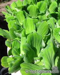 Image result for Pistia