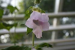 Image result for Ceratotheca integribracteata