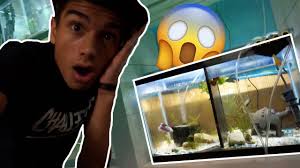 Find out how we did this so that they don't fight and kill each other. 2 Betta Fish In One Tank Youtube
