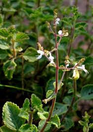 Image result for Aeollanthus rehmannii