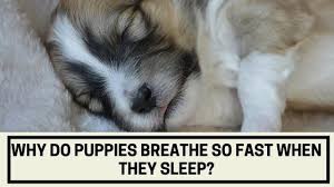 Does little fido twitch, gasp or hold his breath when sleeping? Why Do Puppies Breathe So Fast When They Sleep The Canine Expert