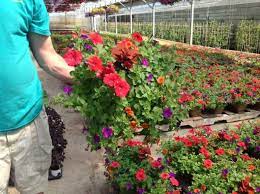 1156 oakland park ave columbus, oh 43224 phone: Oakland Nursery Simplifies Streetscape Plantings And Maintenance In Columbus Ohio Greenhouse Grower