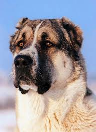 Central asian ovcharka euro dog show 2017 in kiev ukraine. Central Asian Shepherd Explore Tumblr Posts And Blogs Tumgir