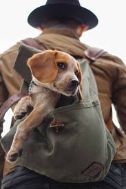 Since this breed is friendly, gentle and energetic. The 116 Most Popular Beagle Names Of 2019 The Dog People