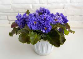 We did not find results for: Best Pots For African Violets Garden Lovers Club